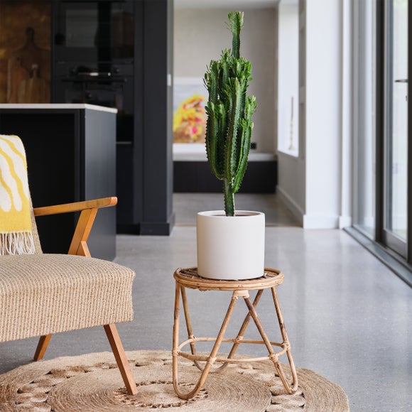 Euphorbia Trigona House Plant in Earthenware Pot