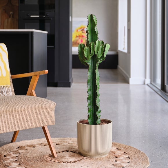 Euphorbia Trigona House Plant in Elho Pot