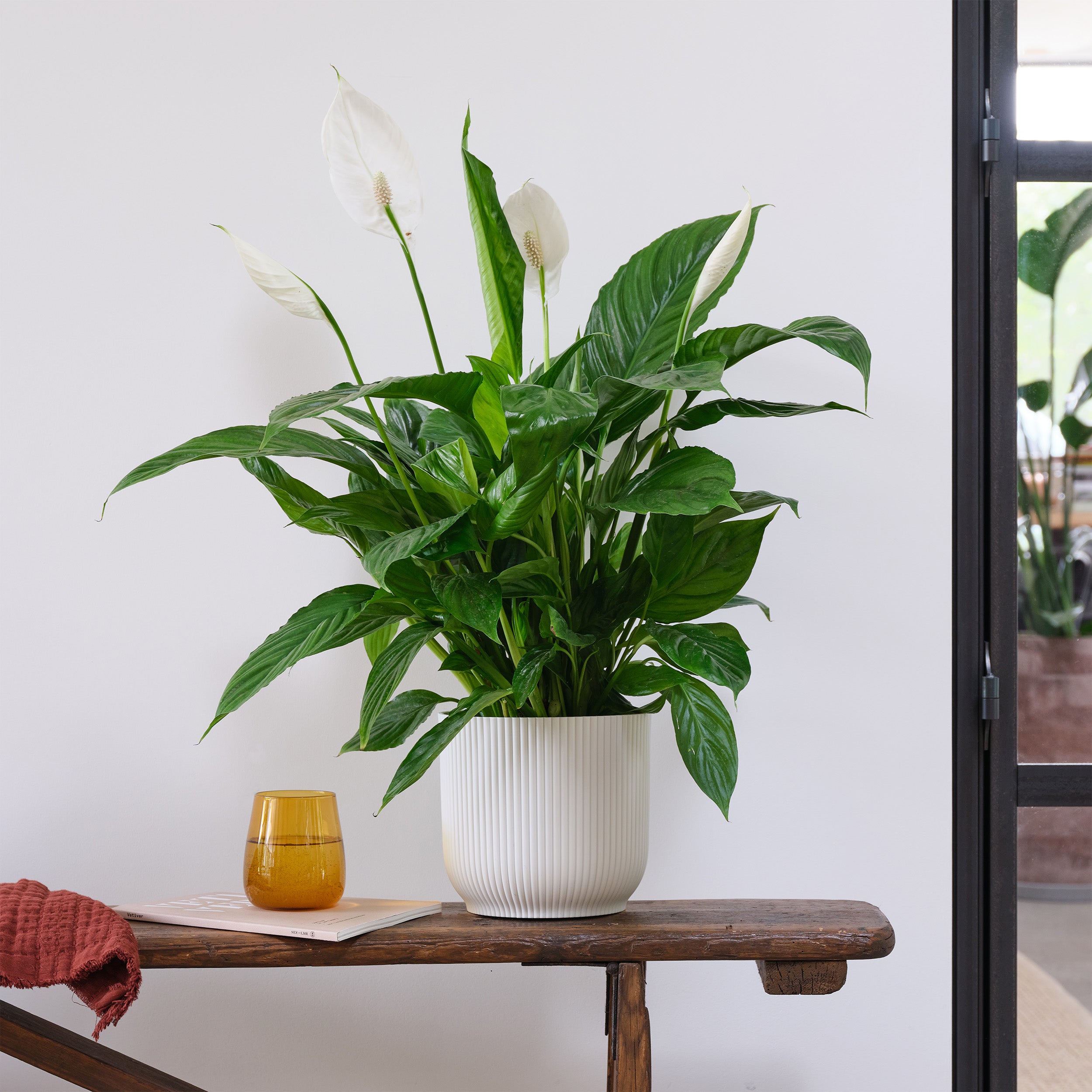 Peace Lily House Plant In Elho Pot Plastic White