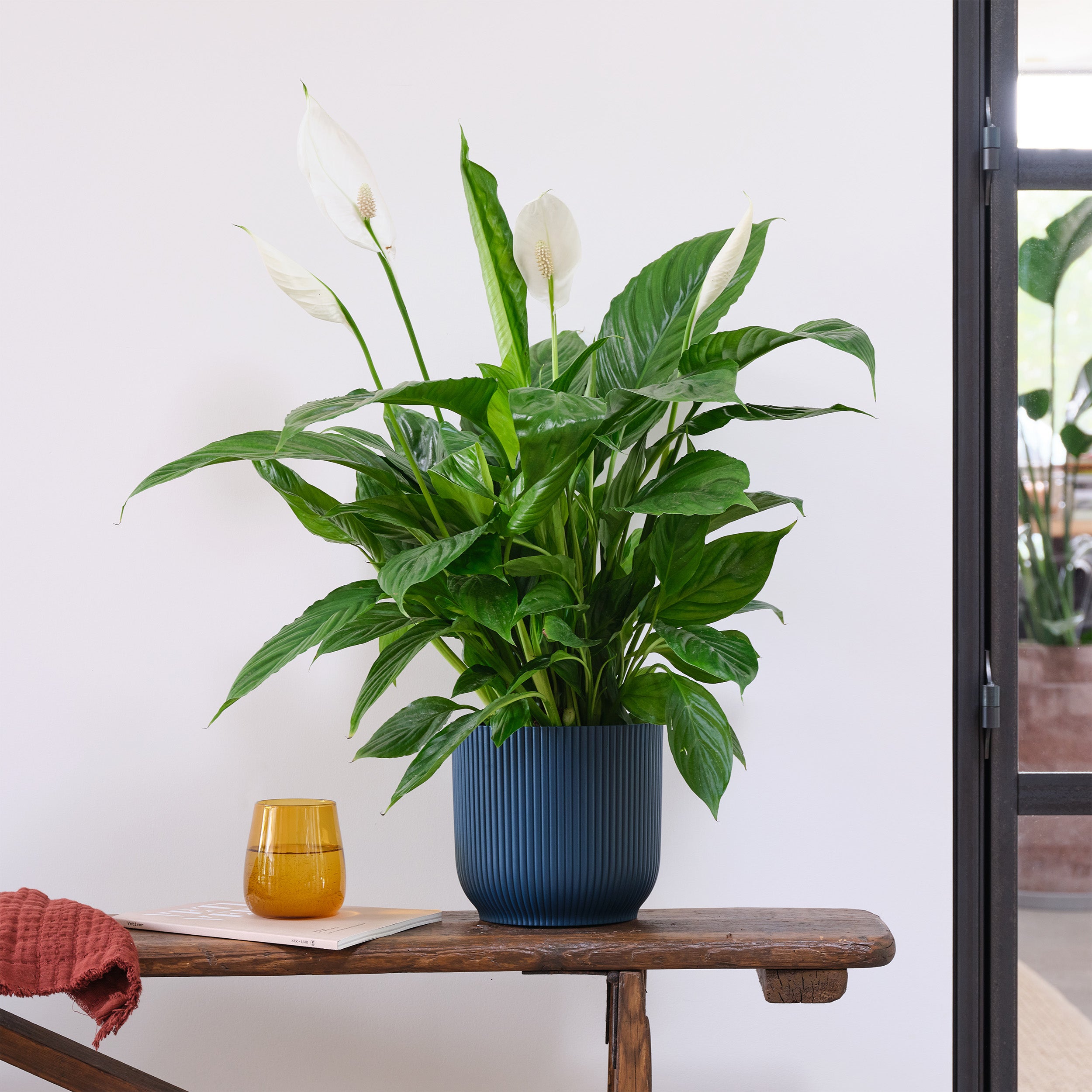 Peace Lily House Plant In Elho Pot Plastic Navy