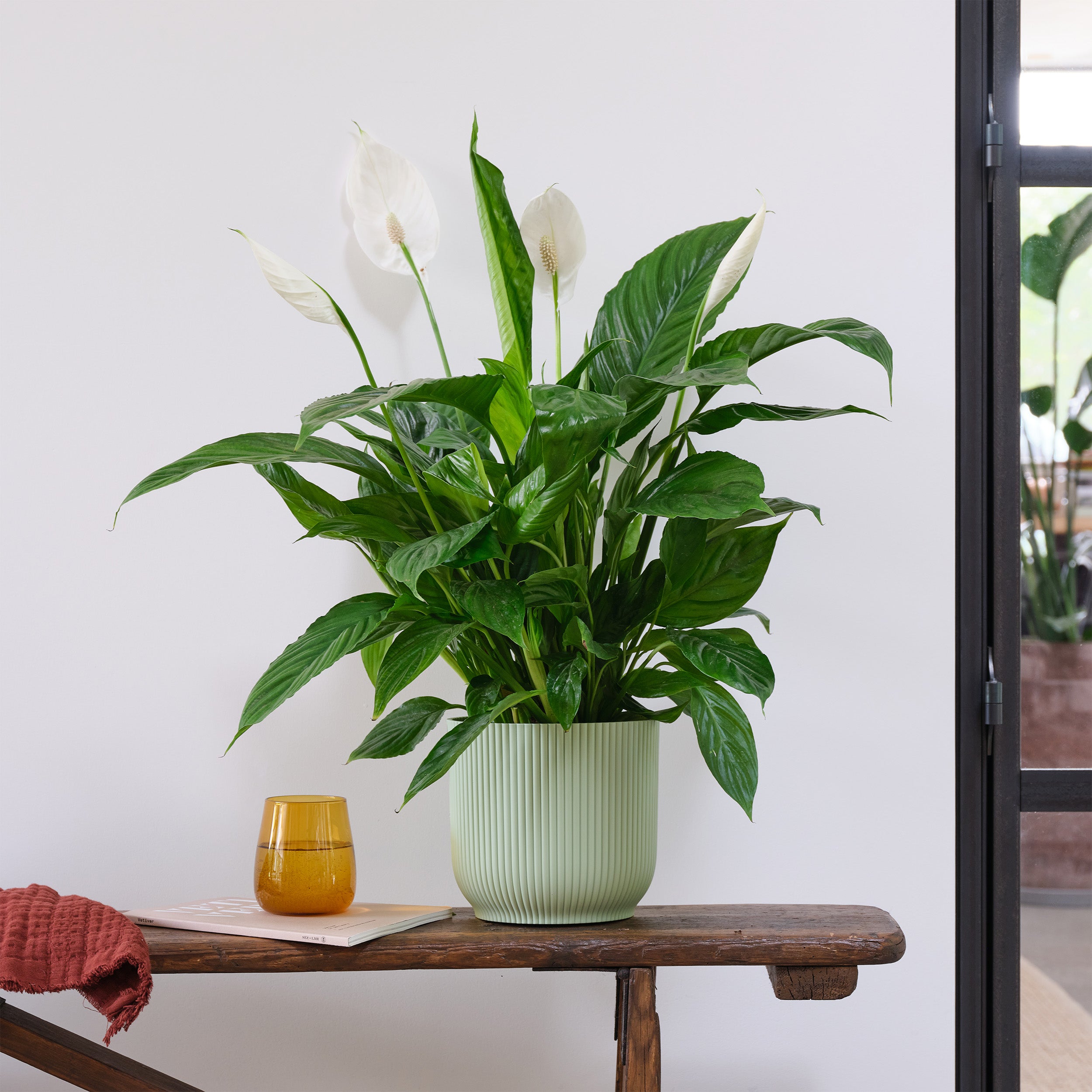 Peace Lily House Plant In Elho Pot Plastic Mint