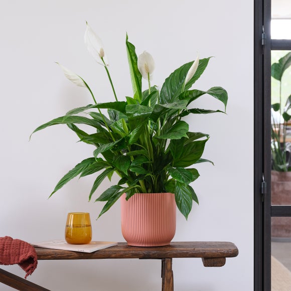 Peace Lily House Plant In Elho Pot Plastic Pink