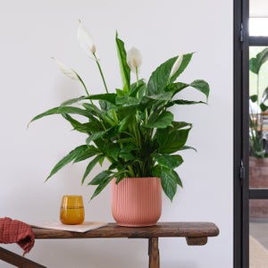 Peace Lily House Plant In Elho Pot