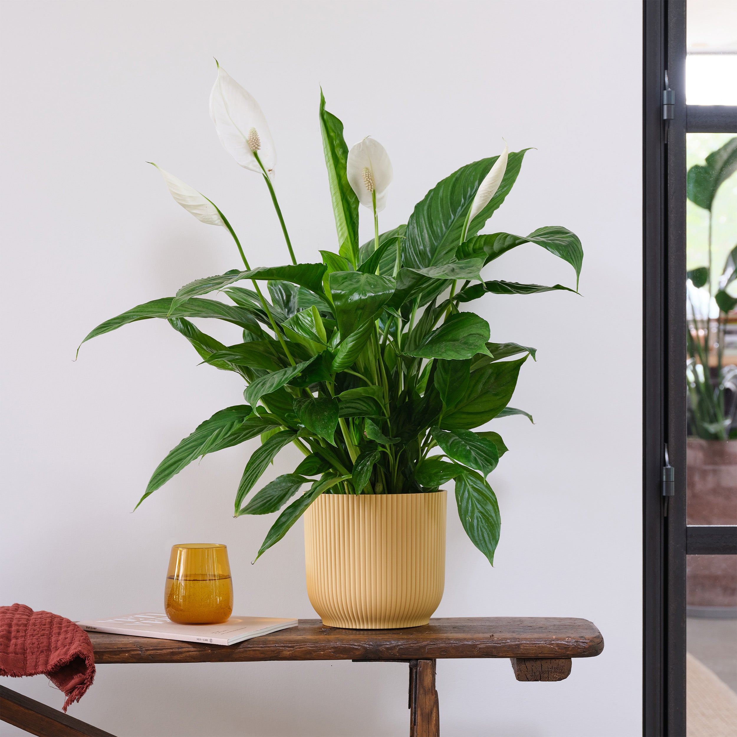 Peace Lily House Plant In Elho Pot Plastic Yellow