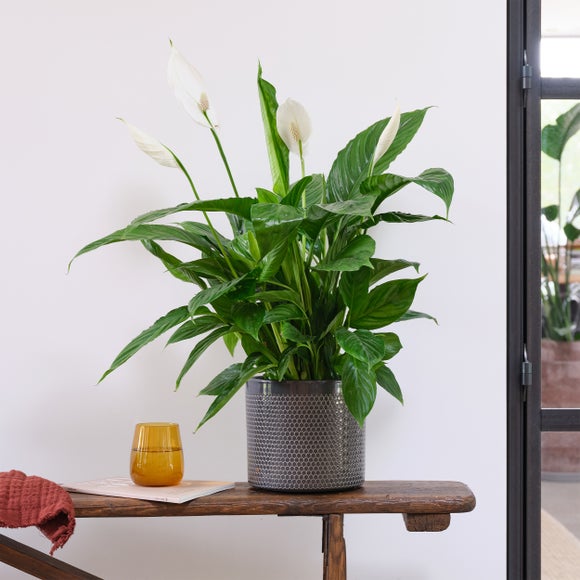 Peace Lily House Plant In Capri Pot