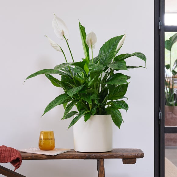 View Peace Lily House Plant In Earthenware Pot View Peace Lily House Plant In Earthenware Pot