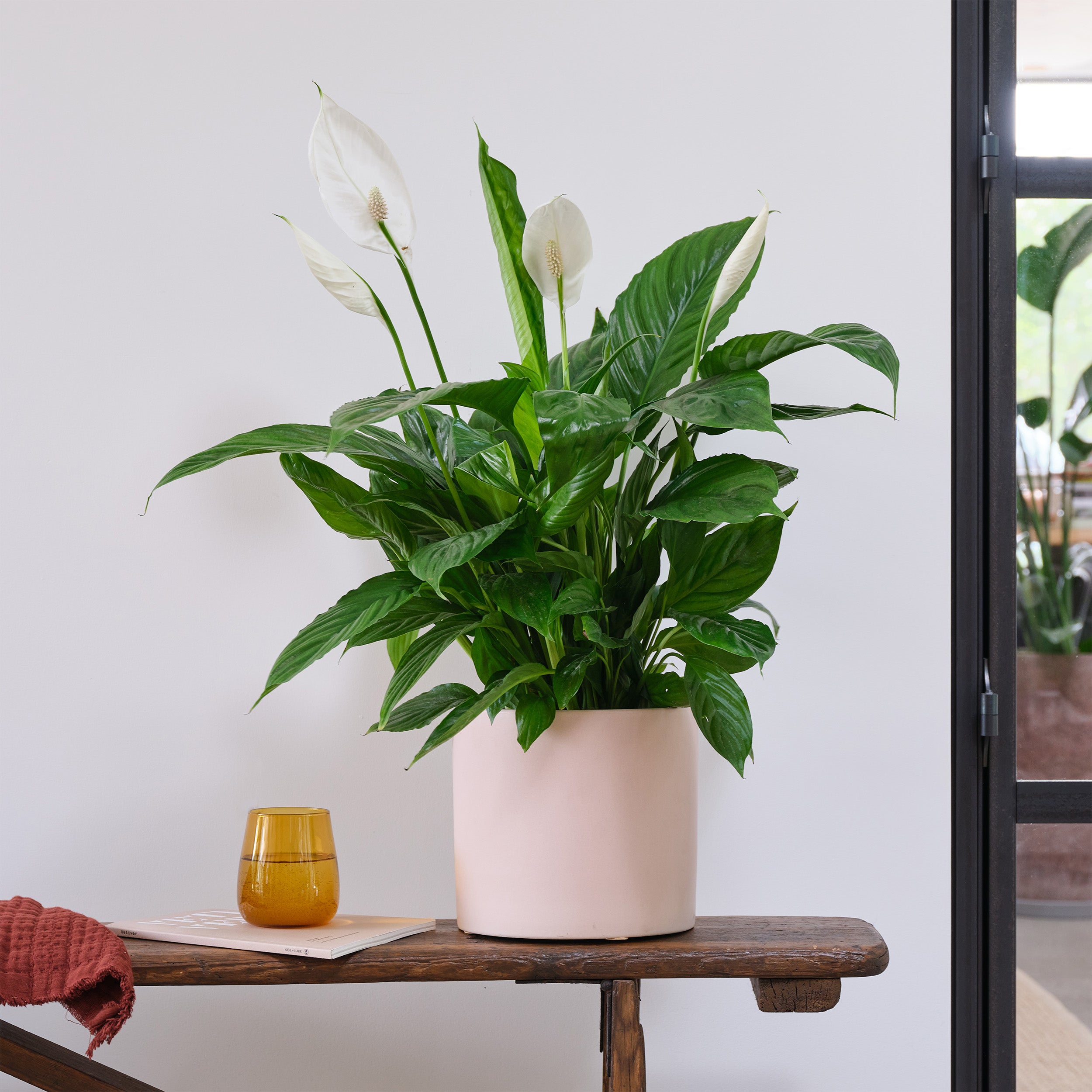 Peace Lily House Plant In Earthenware Pot Earthenware Pink