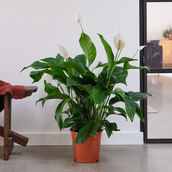 Peace Lily House Plant image 1 of 4