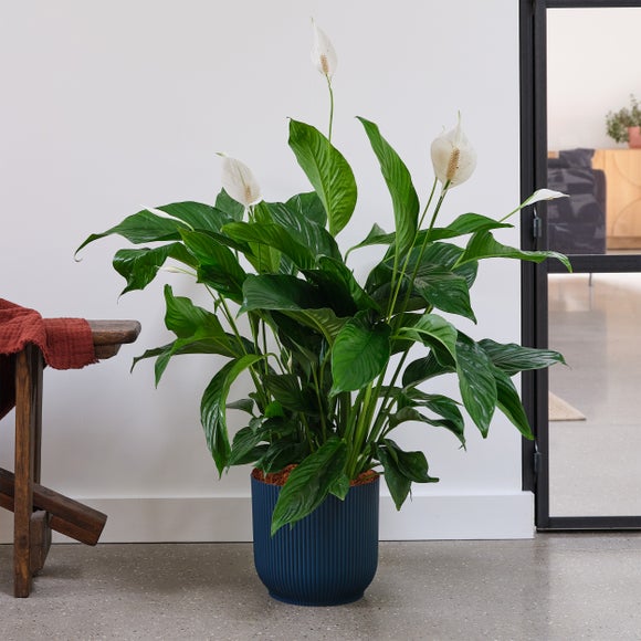 Peace Lily House Plant In Elho Pot Plastic Navy