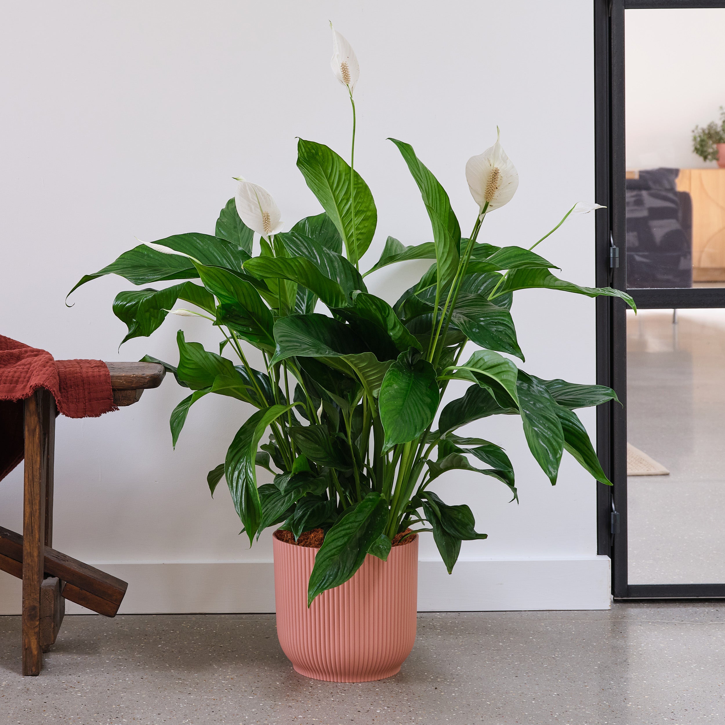 Peace Lily House Plant In Elho Pot Plastic Pink