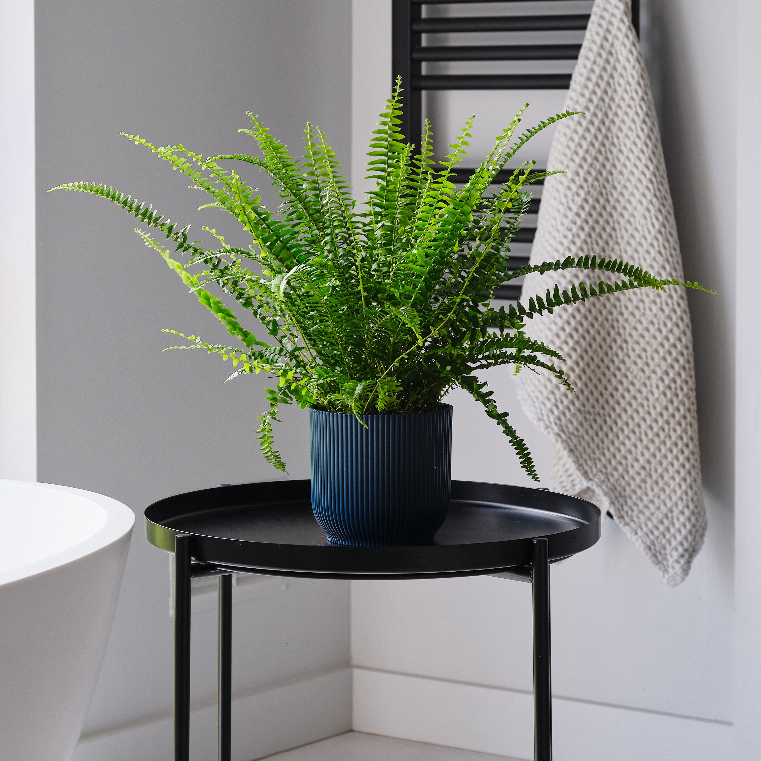 Boston Fern House Plant In Elho Pot Plastic Navy