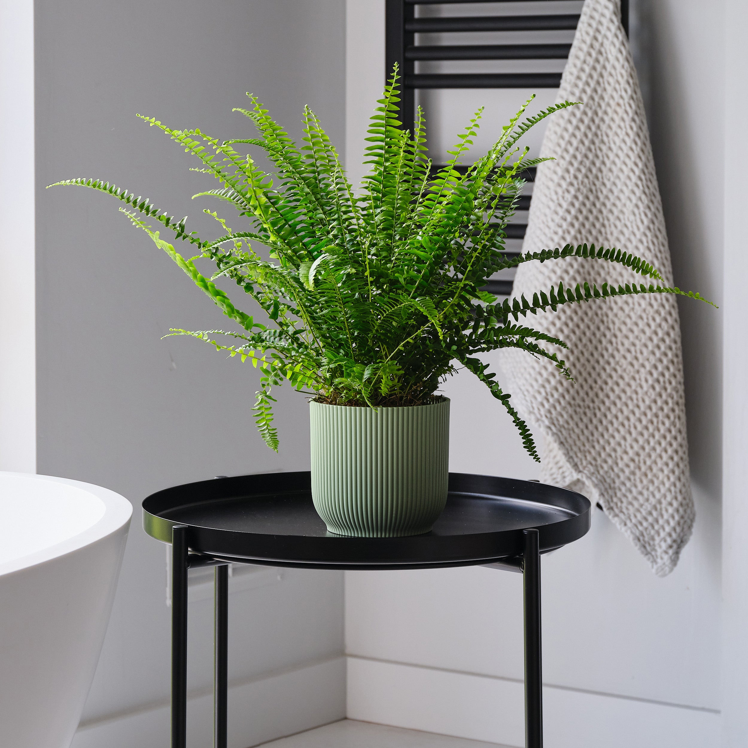 Boston Fern House Plant In Elho Pot Plastic Mint