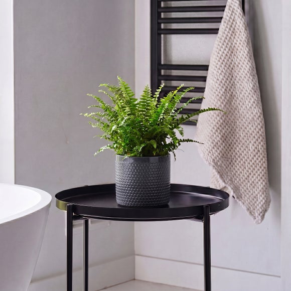 Boston Fern House Plant In Capri Pot