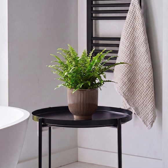View Boston Fern House Plant In Ribbed Pot View Boston Fern House Plant In Ribbed Pot