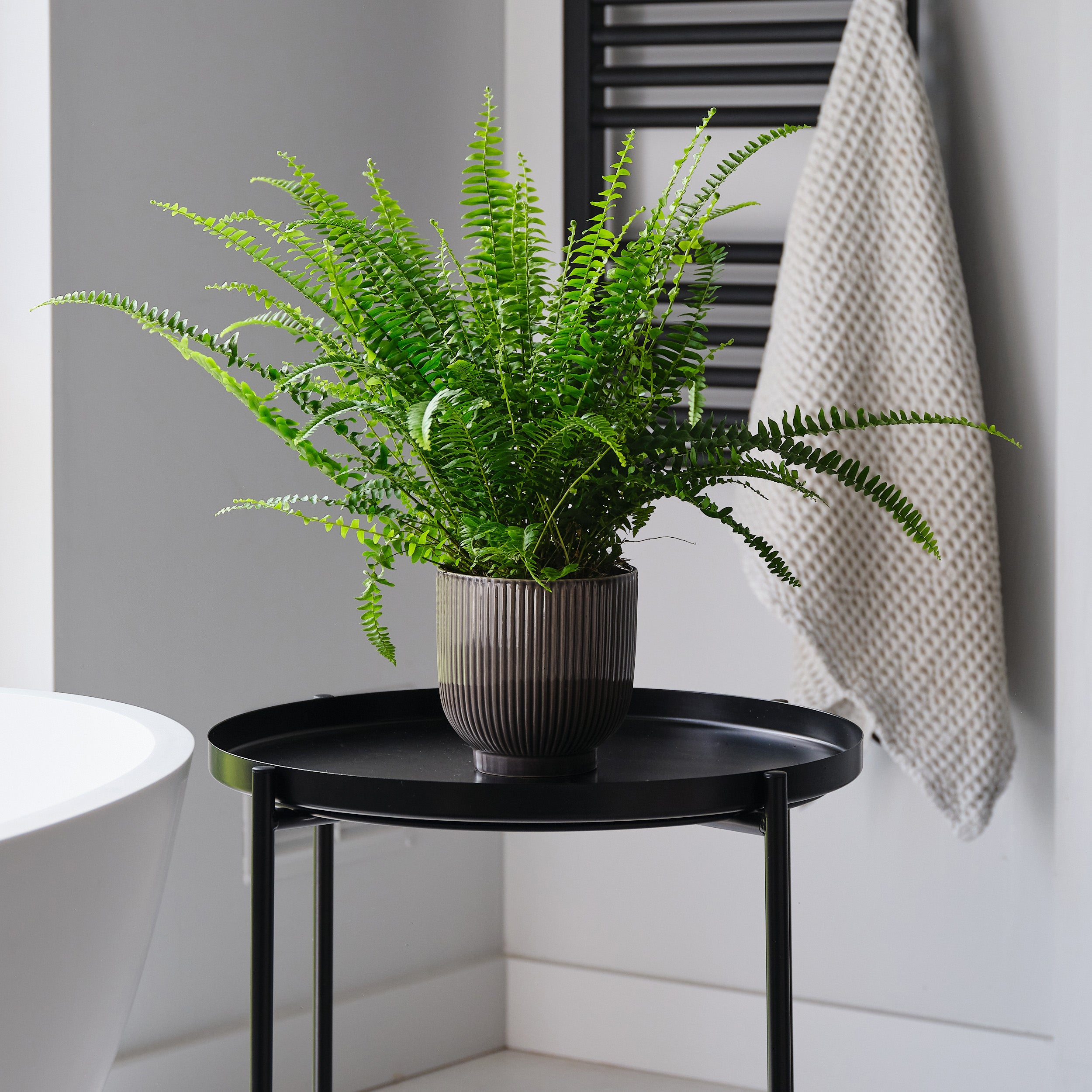 Boston Fern House Plant In Ribbed Pot Ceramic Grey