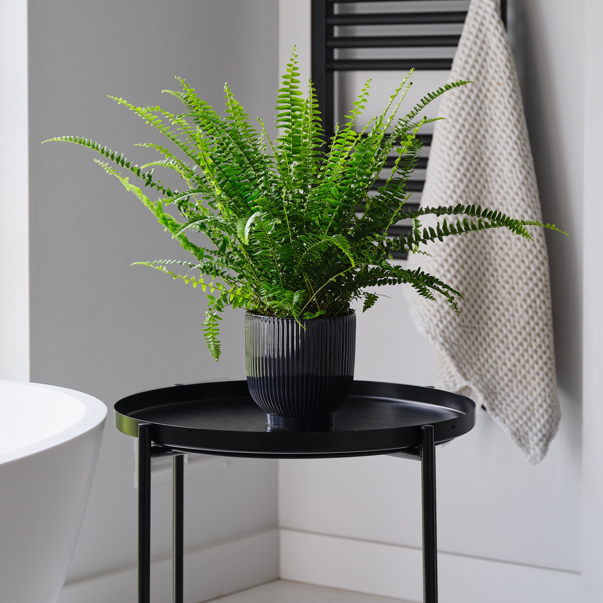 Boston Fern House Plant In Ribbed Pot Ceramic Navy