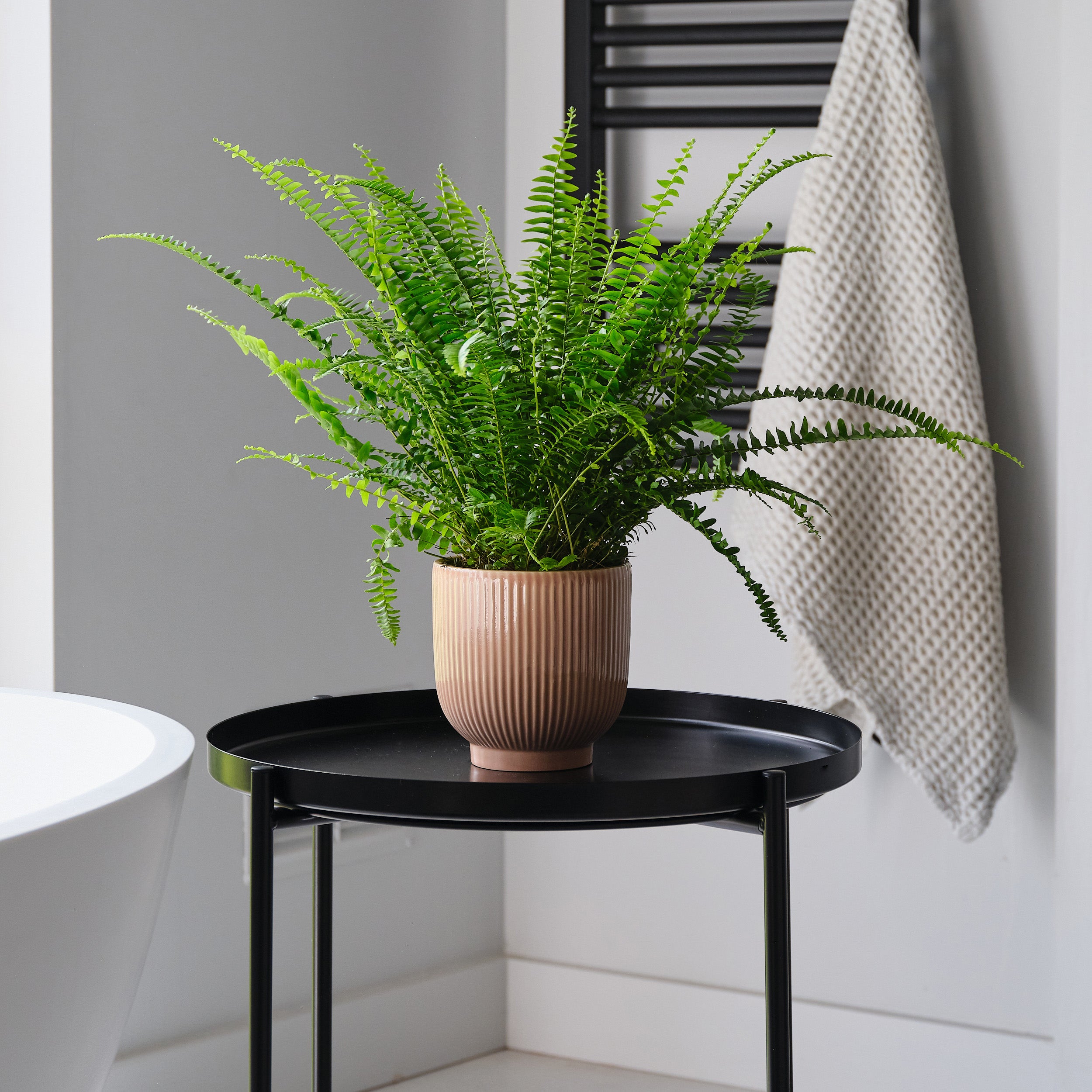 Image of Boston Fern House Plant in Ribbed Pot Ceramic Pink