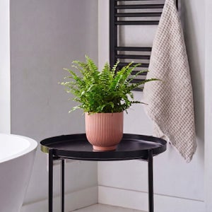Boston Fern House Plant In Ribbed Pot