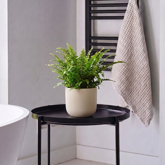 Boston Fern House Plant In Earthenware Pot