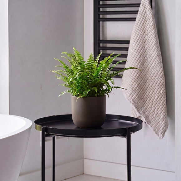 Boston Fern House Plant In Earthenware Pot