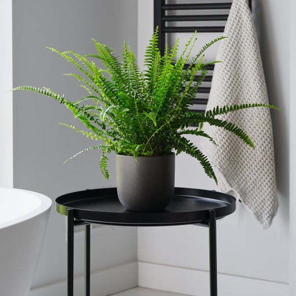 Boston Fern House Plant in Earthenware Pot