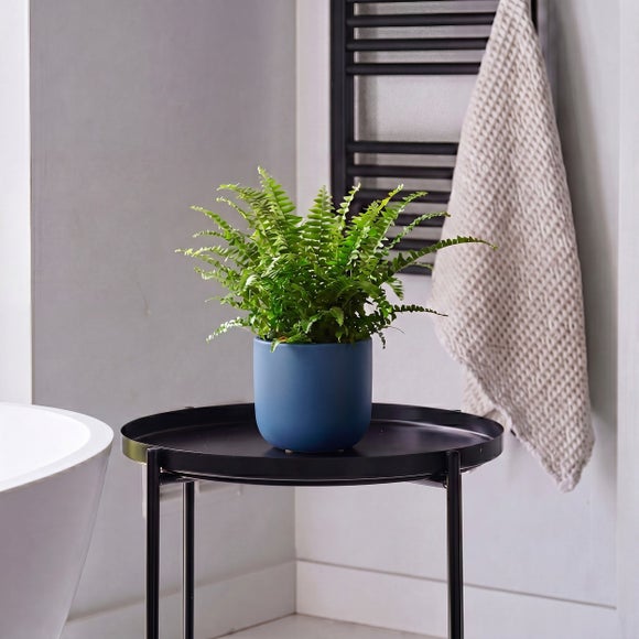 Boston Fern House Plant In Earthenware Pot