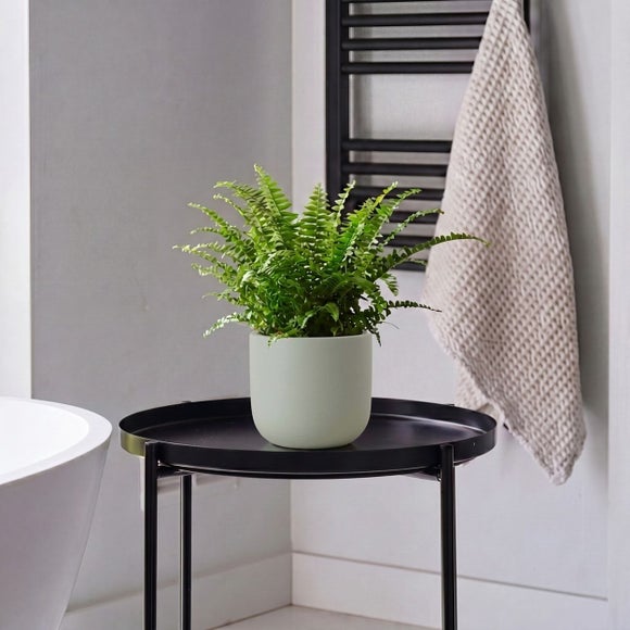 Boston Fern House Plant In Earthenware Pot