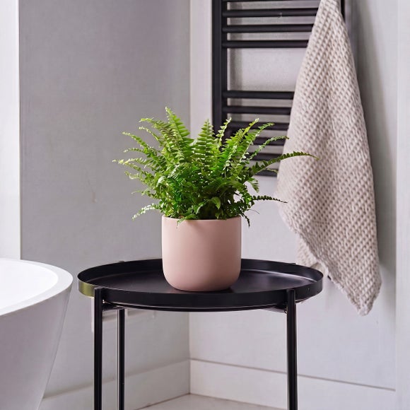 View Boston Fern House Plant In Earthenware Pot View Boston Fern House Plant In Earthenware Pot