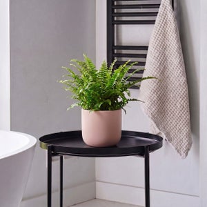 Boston Fern House Plant In Earthenware Pot