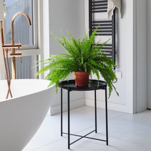 Boston Fern House Plant