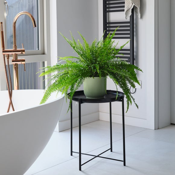 Boston Fern House Plant In Elho Pot