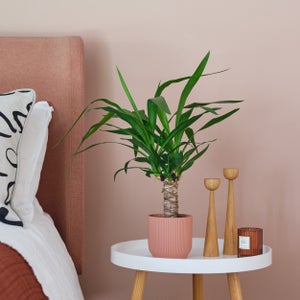 Yucca House Plant In Elho Pot