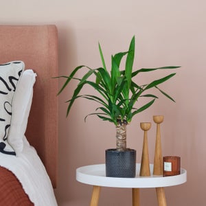 Yucca House Plant In Capri Pot