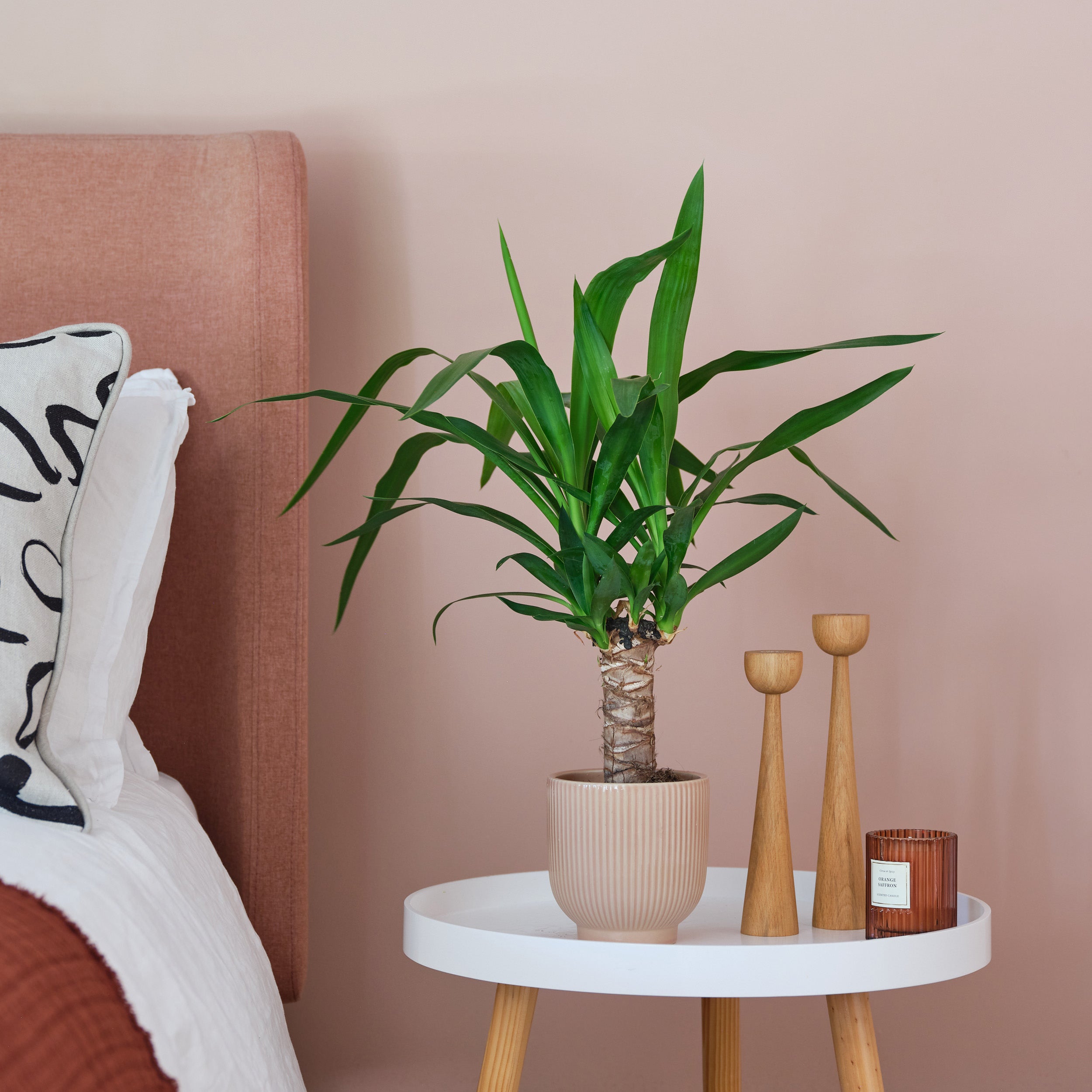 Yucca House Plant In Ribbed Pot Ceramic Pink