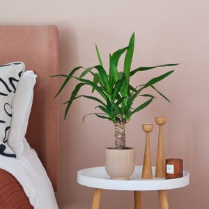 Yucca House Plant In Ribbed Pot