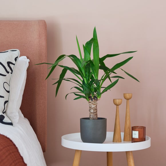 Yucca House Plant In Earthenware Pot