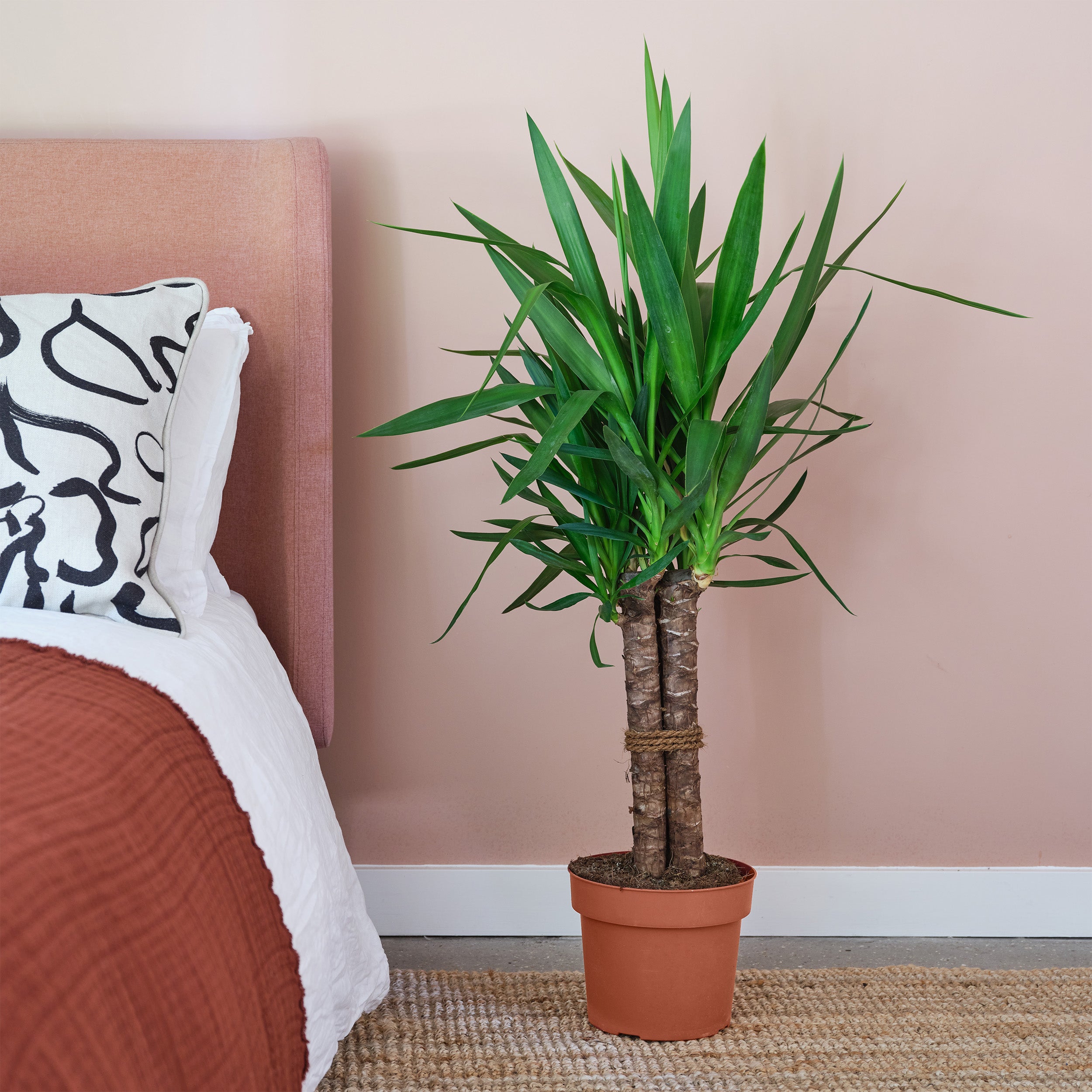 Yucca House Plant
