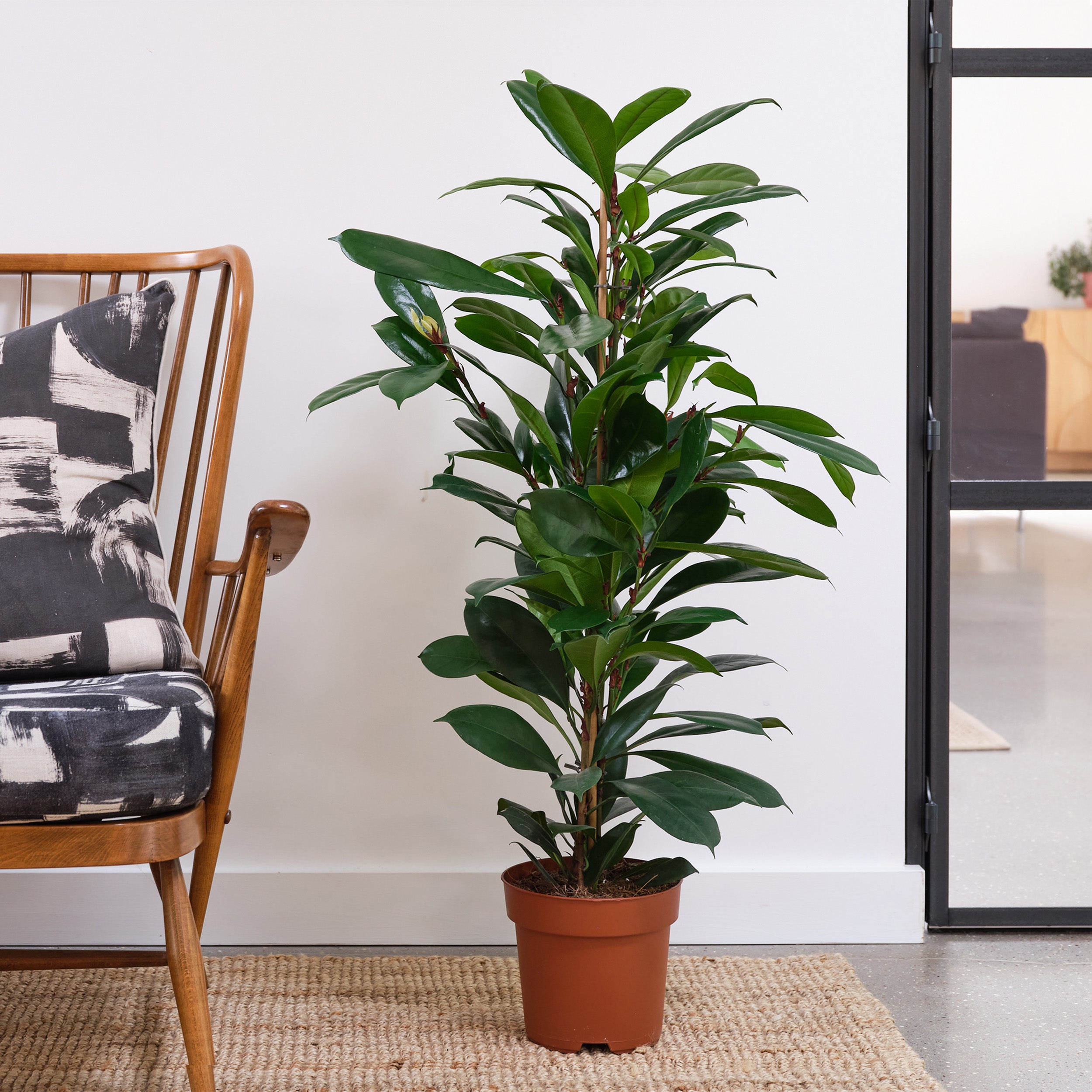 African Fig House Plant | Dunelm