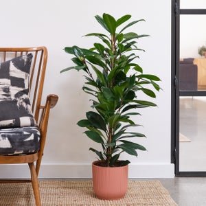 African Fig House Plant In Elho Pot