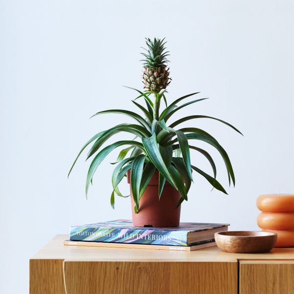 Pineapple House Plant image 1 of 5