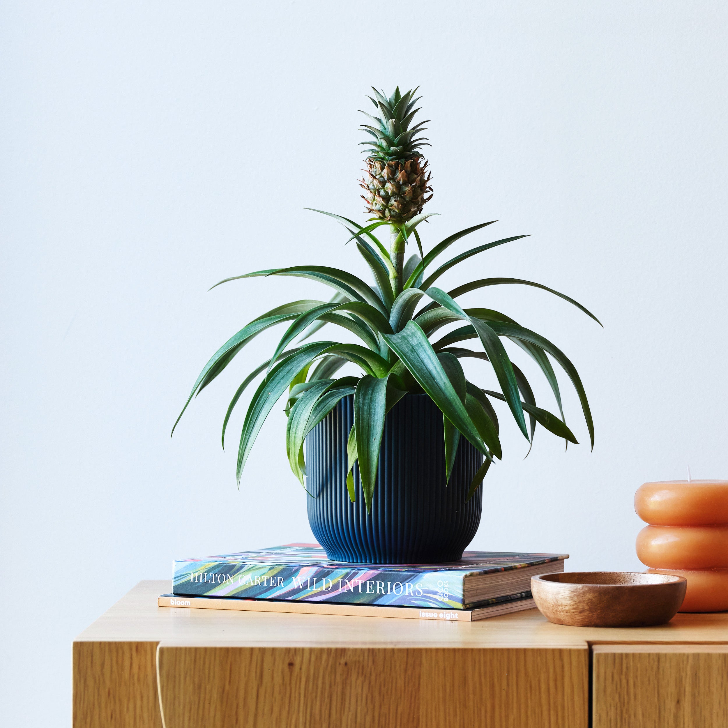 Pineapple House Plant In Elho Pot Plastic Navy