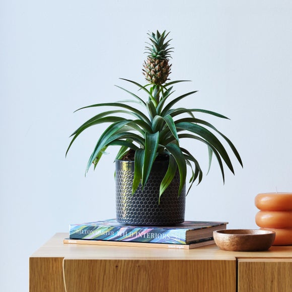 View Pineapple House Plant In Capri Pot View Pineapple House Plant In Capri Pot