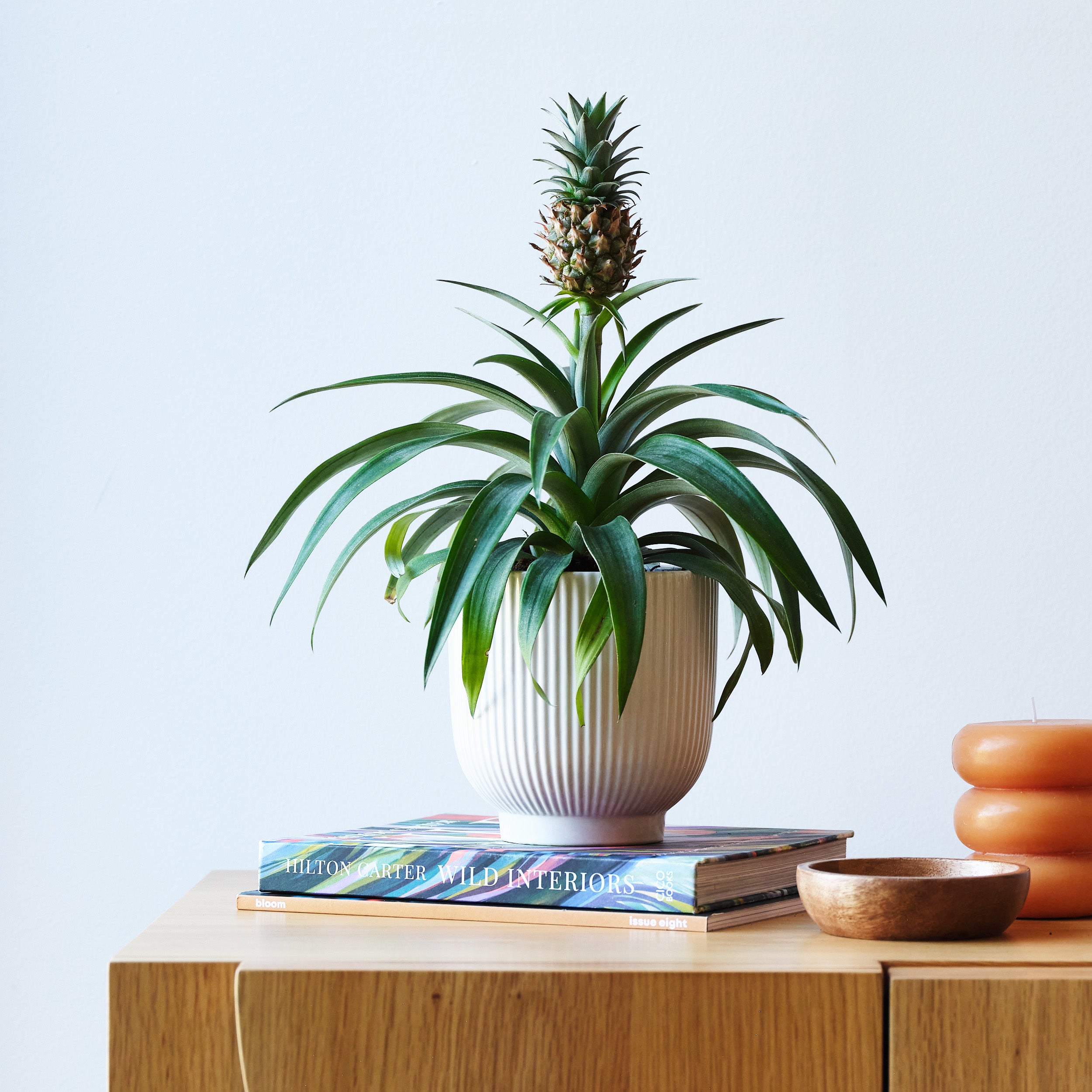 Pineapple House Plant In Ribbed Pot Ceramic White