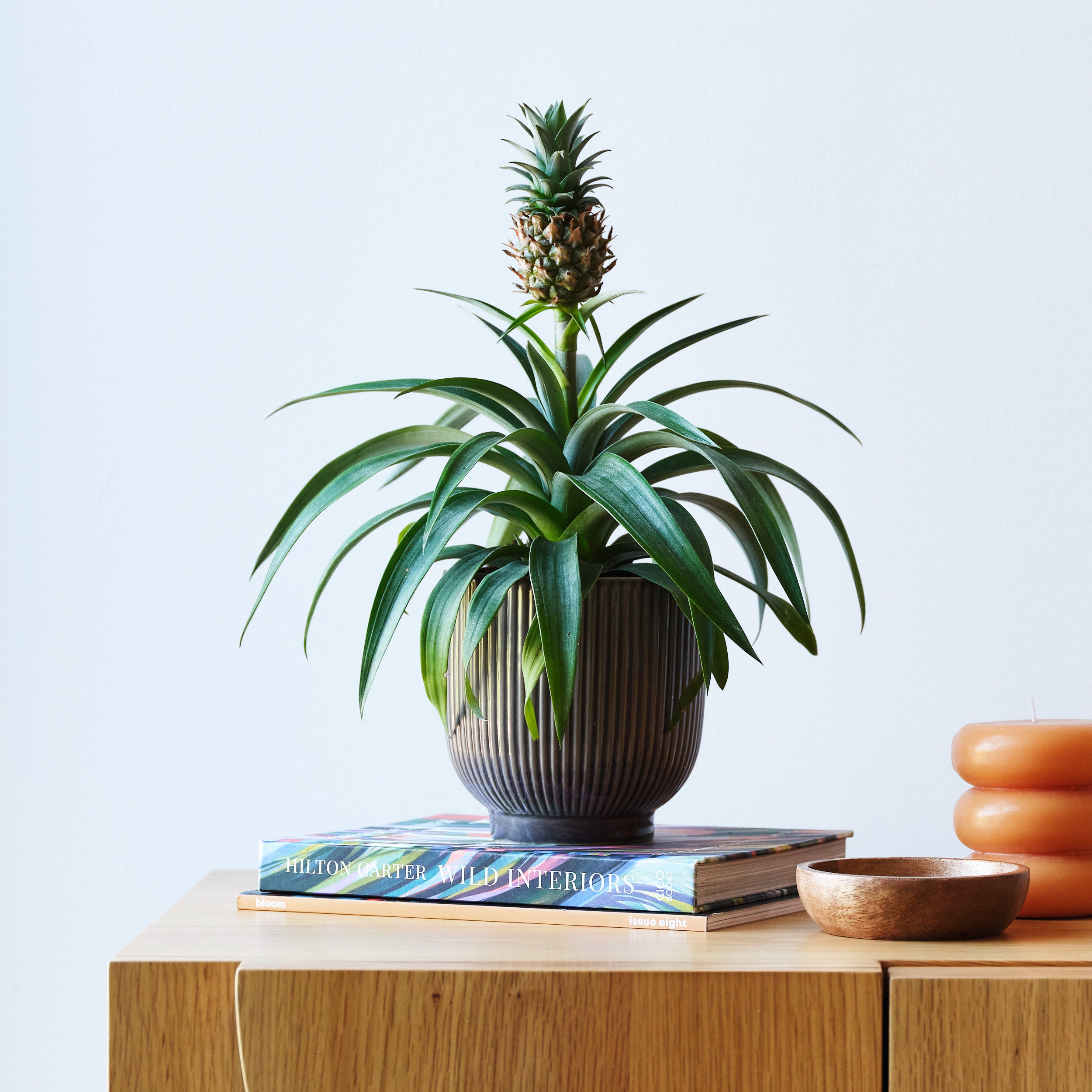 Pineapple House Plant In Ribbed Pot Ceramic Grey