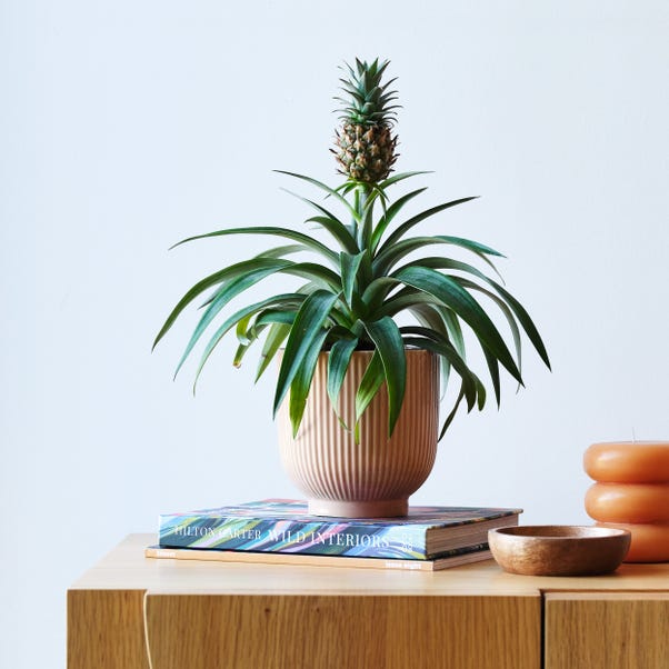 Pineapple House Plant in Ribbed Pot image 1 of 5