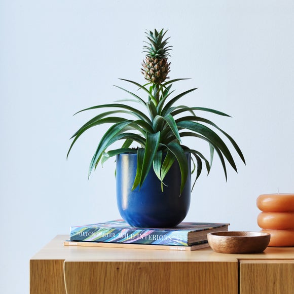 View Pineapple House Plant In Earthenware Pot View Pineapple House Plant In Earthenware Pot