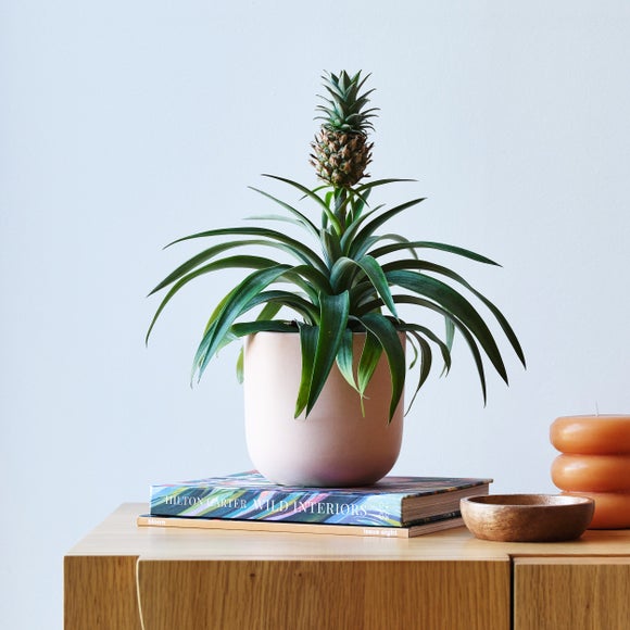 View Pineapple House Plant In Earthenware Pot View Pineapple House Plant In Earthenware Pot
