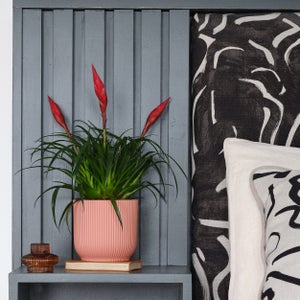Vriesea Astrid House Plant In Elho Pot