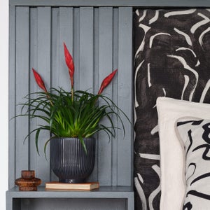 Vriesea Astrid House Plant In Ribbed Pot