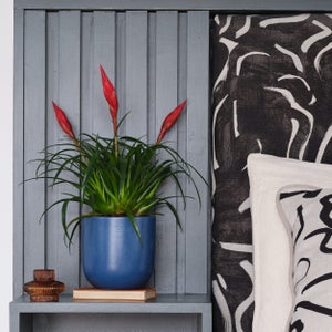 Vriesea Astrid House Plant In Earthenware Pot